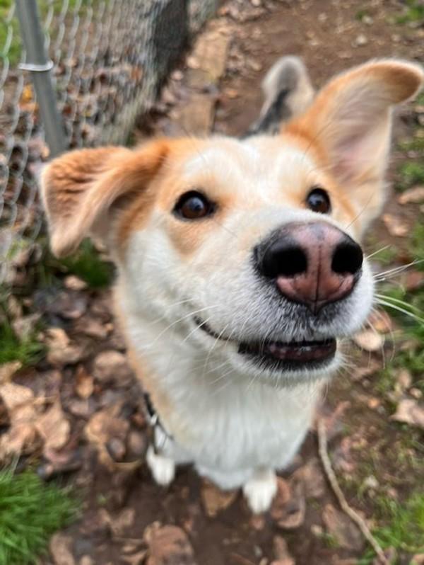Enlarge Alita, a Adoptable mixed breed in Comox, BC image 3/4