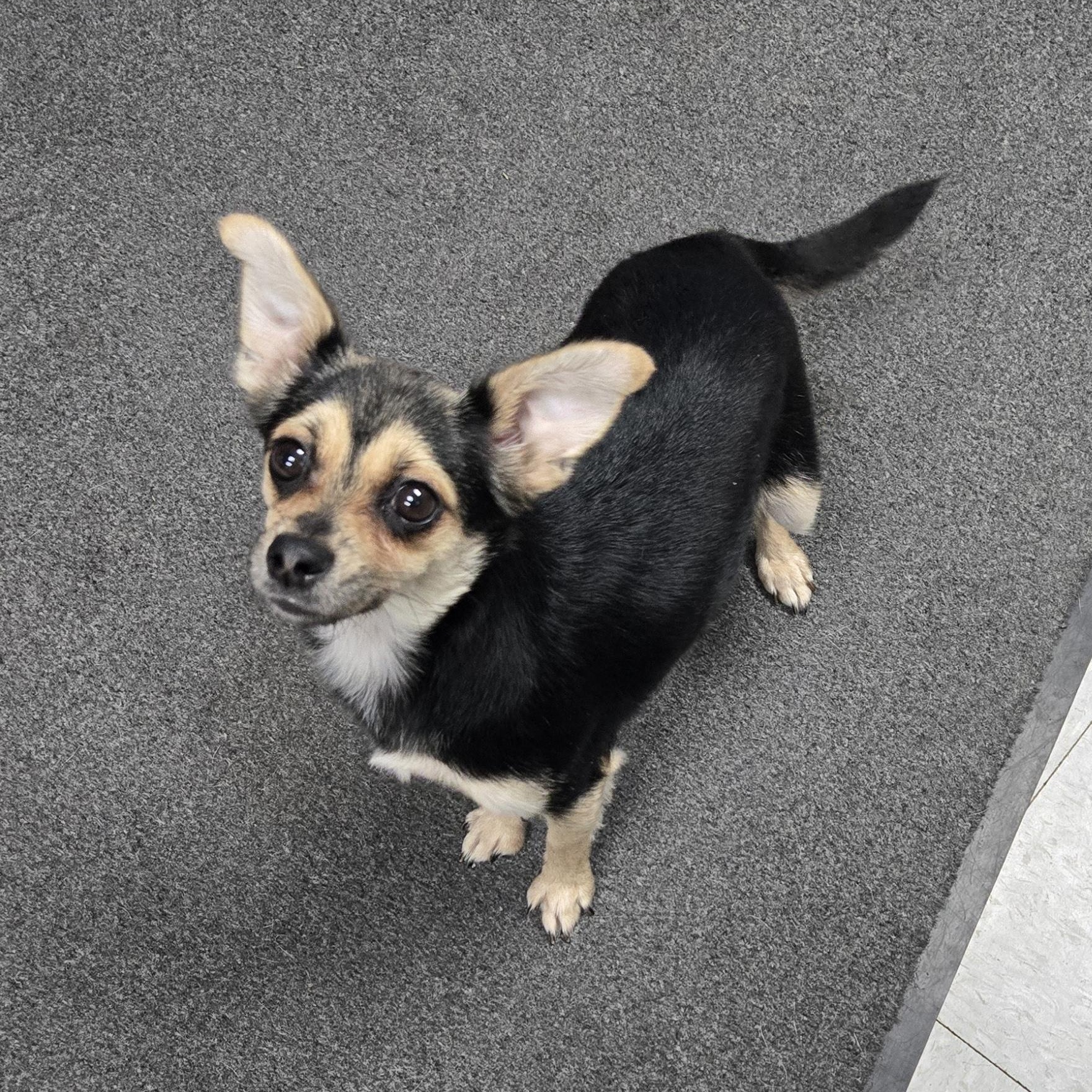 Bella, adopted, Adult Female Chihuahua.