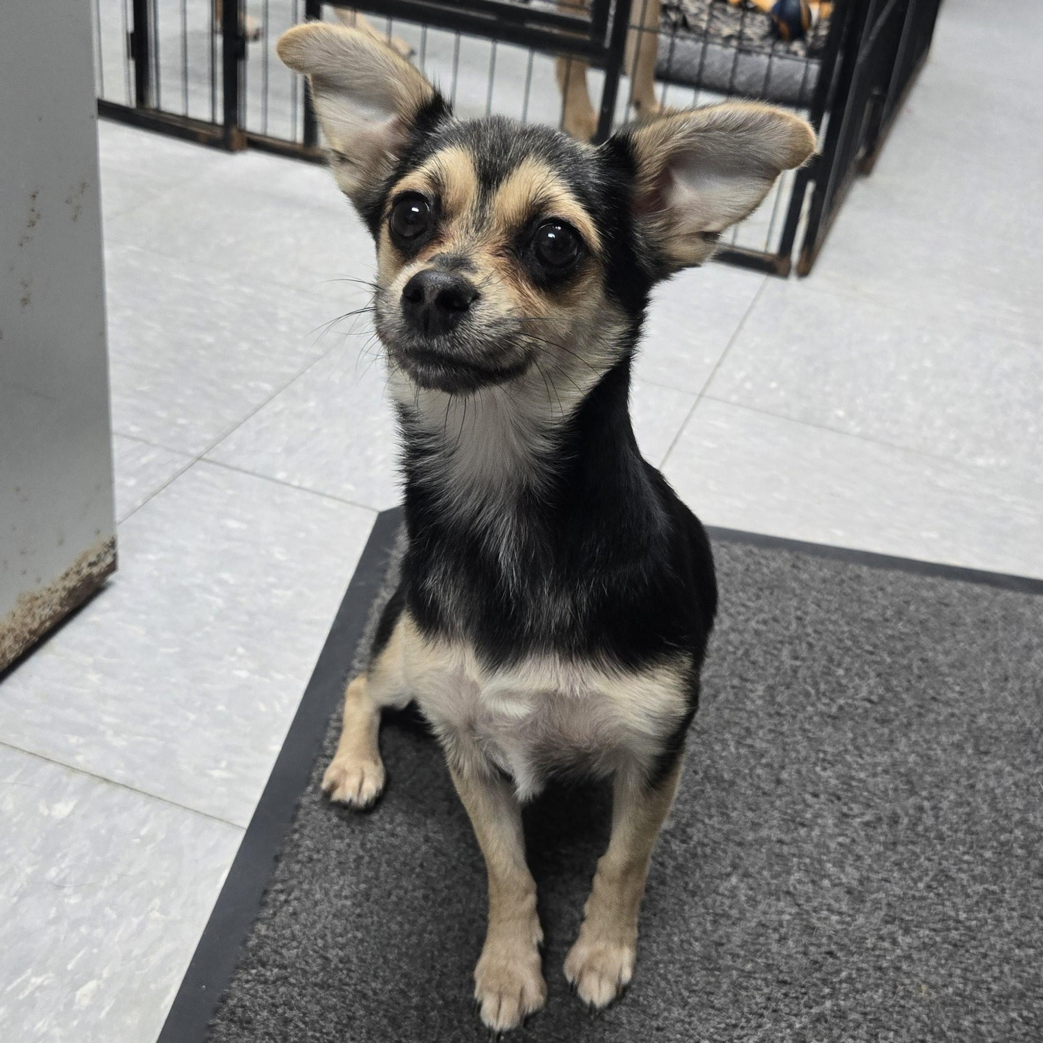 Enlarge Bella, an adopted mixed breed in Keokuk, IA image 2/2
