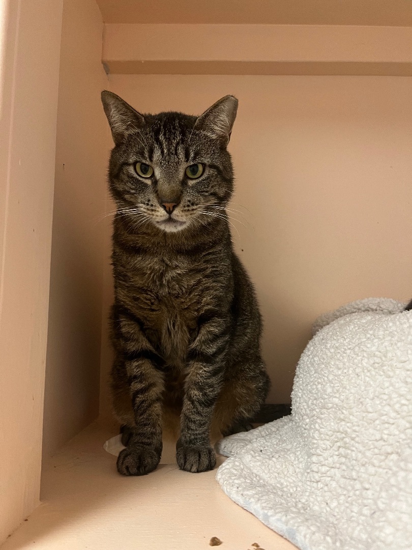 Tigger, a Adoptable Tiger in Freeport, NY image 1/4