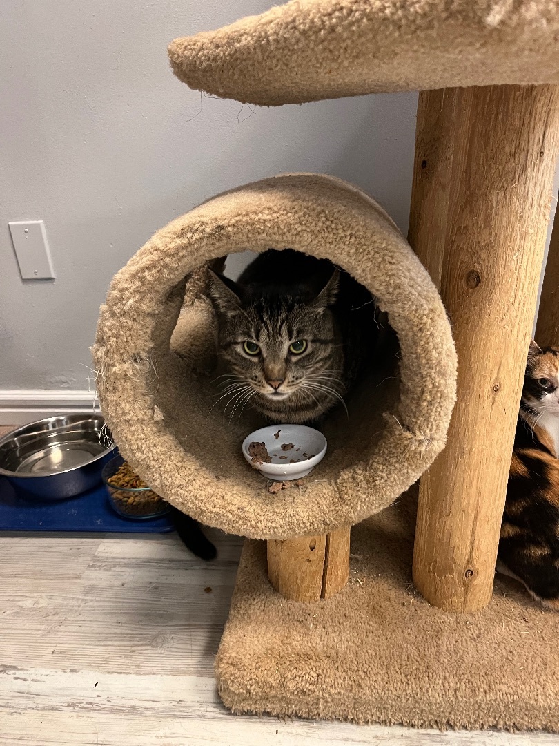 Tigger, a Adoptable Tiger in Freeport, NY image 2/4