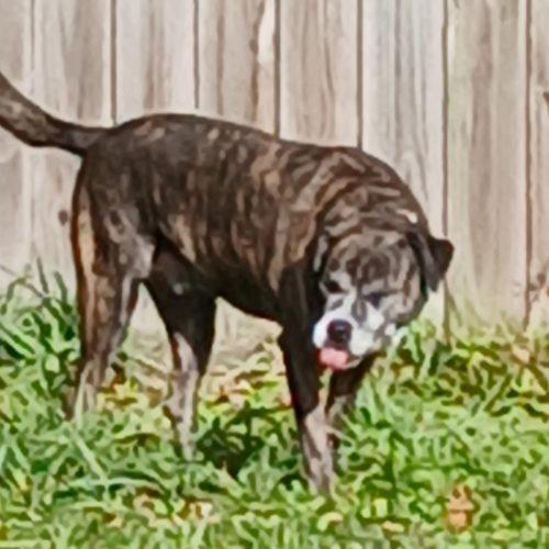 Enlarge Sweet Pea, a Adoptable mixed breed in Biloxi, MS image 1/1
