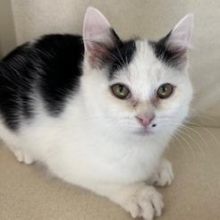 Enlarge Gravy, a Adoptable Domestic Short Hair in Grinnell, IA image 1/1