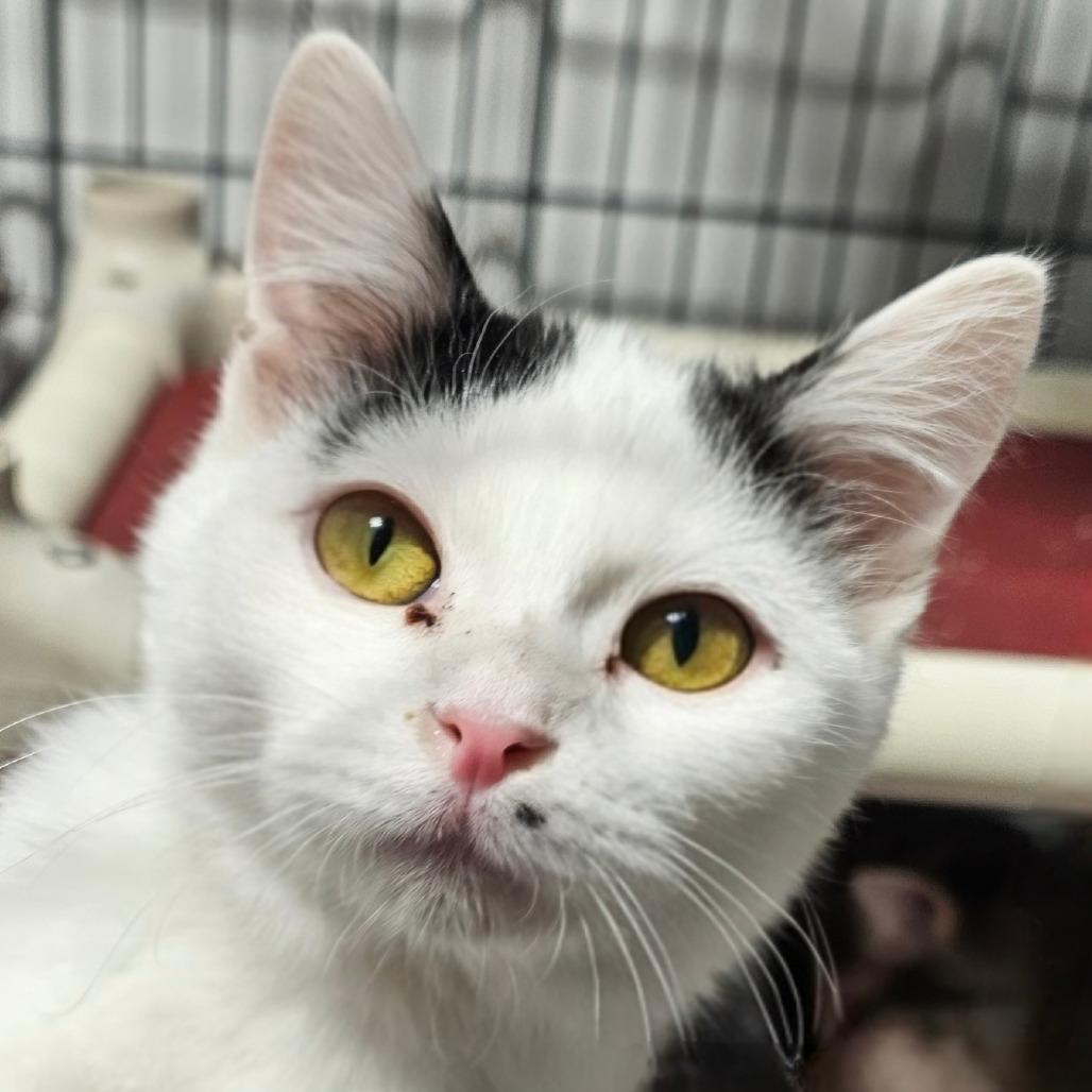 Gravy, a Adoptable Domestic Short Hair in Grinnell, IA image 1/2