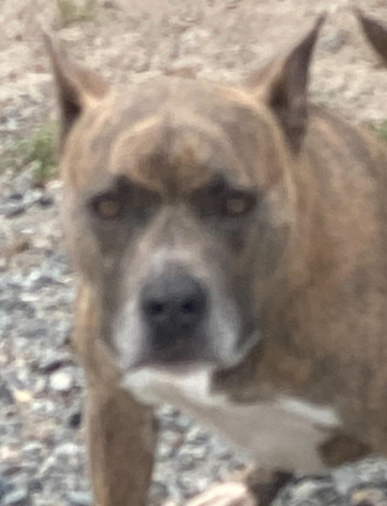 mouse, Adopted, Young Male Pit Bull Terrier.