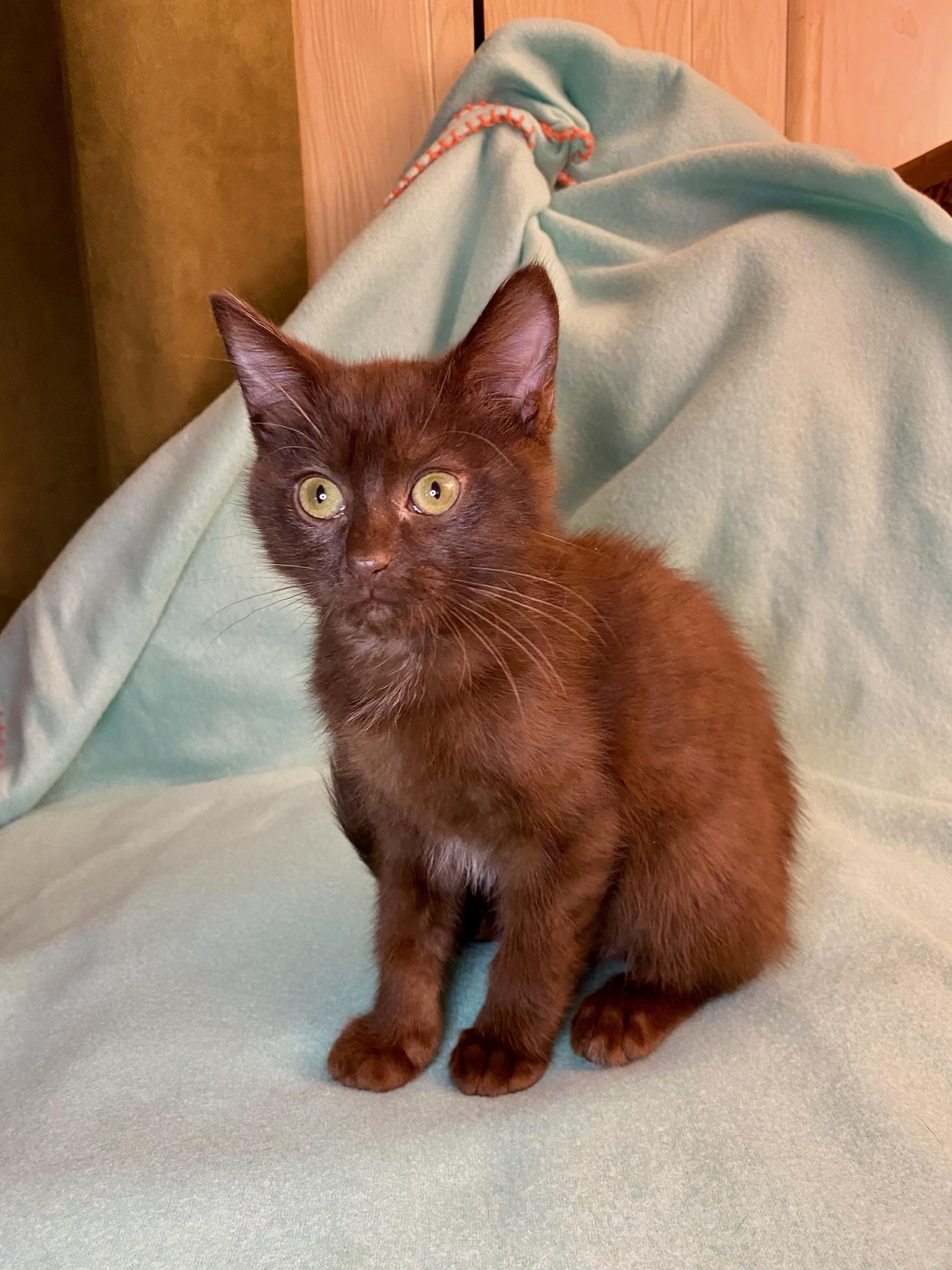 Tiny Coco proves that good things really do come in small packages This little girl is a personalit