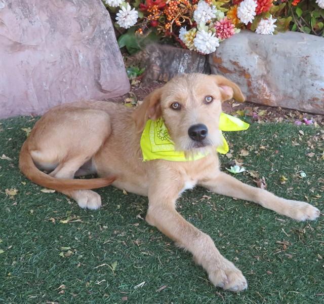 SABRINA, Adoptable, Young Female Irish Terrier & Mixed Breed.