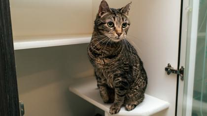 Enlarge Chirp, a Adoptable Domestic Short Hair in New Castle, DE image 1/3