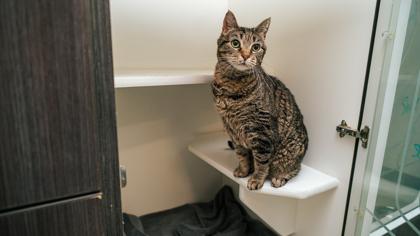 Enlarge Chirp, a Adoptable Domestic Short Hair in New Castle, DE image 2/3