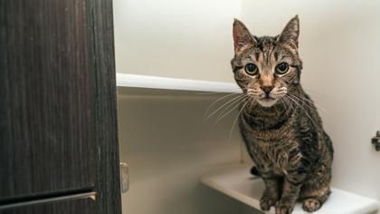 Chirp, Adoptable, Senior Female Domestic Short Hair & Domestic Short Hair.