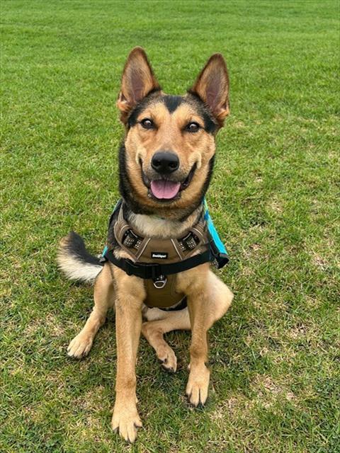 Enlarge DOROTHY, a Adoptable German Shepherd Dog in Agoura, CA image 1/1