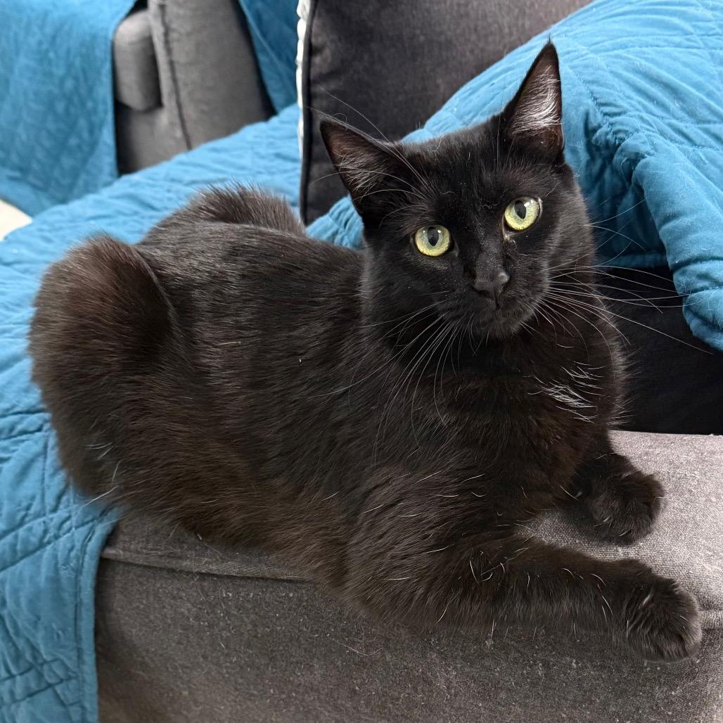 Enlarge Hex, a Adoptable Domestic Short Hair in PITTSBURGH, PA image 1/5