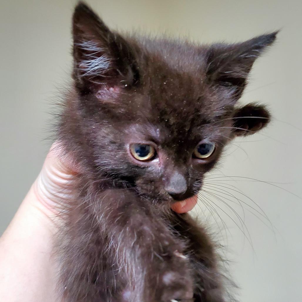 Hex, Adoptable, Young Female Domestic Short Hair.