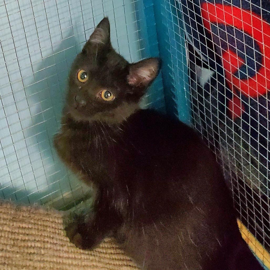 Enlarge Hex, a Adoptable Domestic Short Hair in PITTSBURGH, PA image 3/4