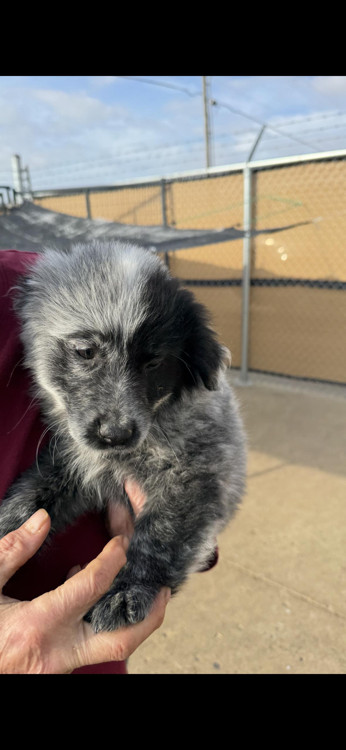Pumpkin, a Adoptable Australian Shepherd in Muldrow, OK image 2/2