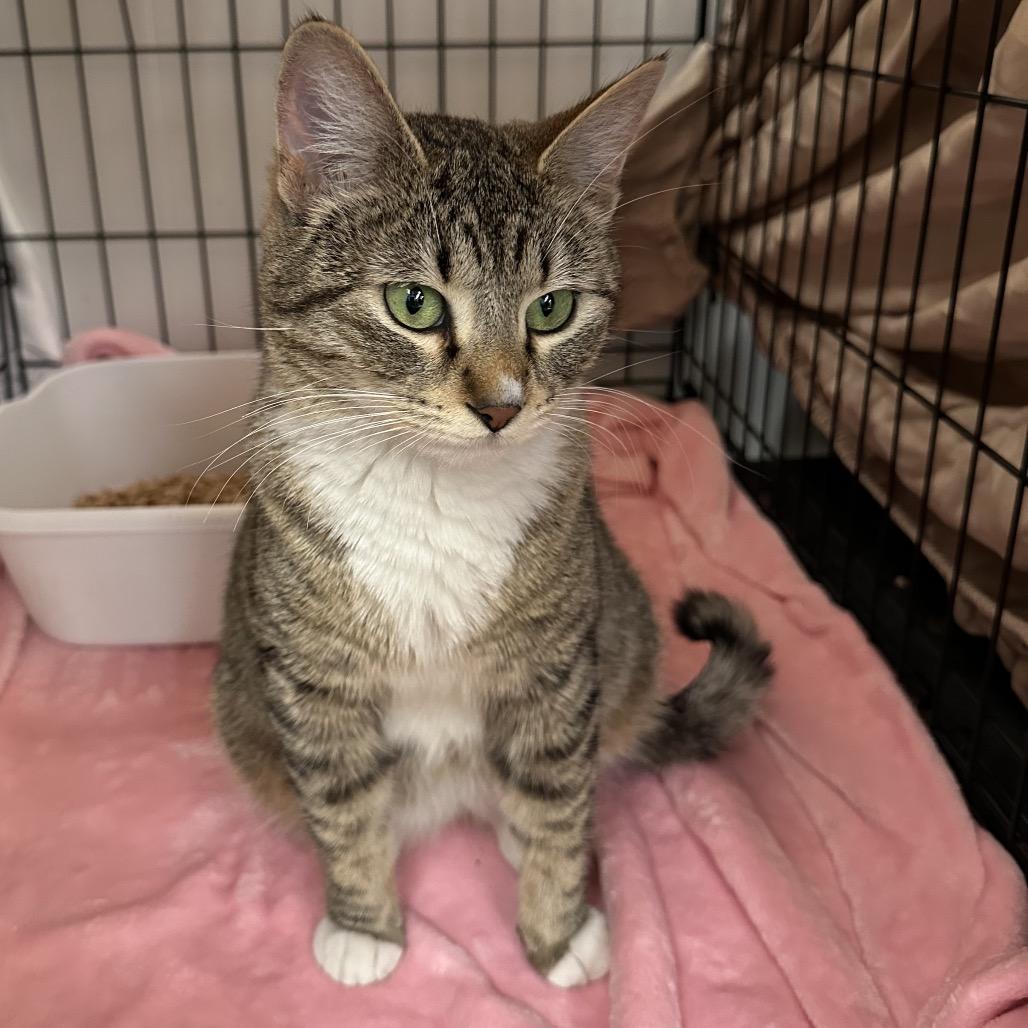 Tiger Lily, Adoptable, Adult Female Domestic Short Hair.