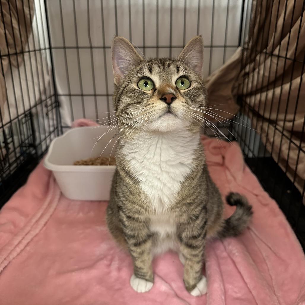 Tiger Lily, a Adoptable Domestic Short Hair in Spokane, WA image 2/5