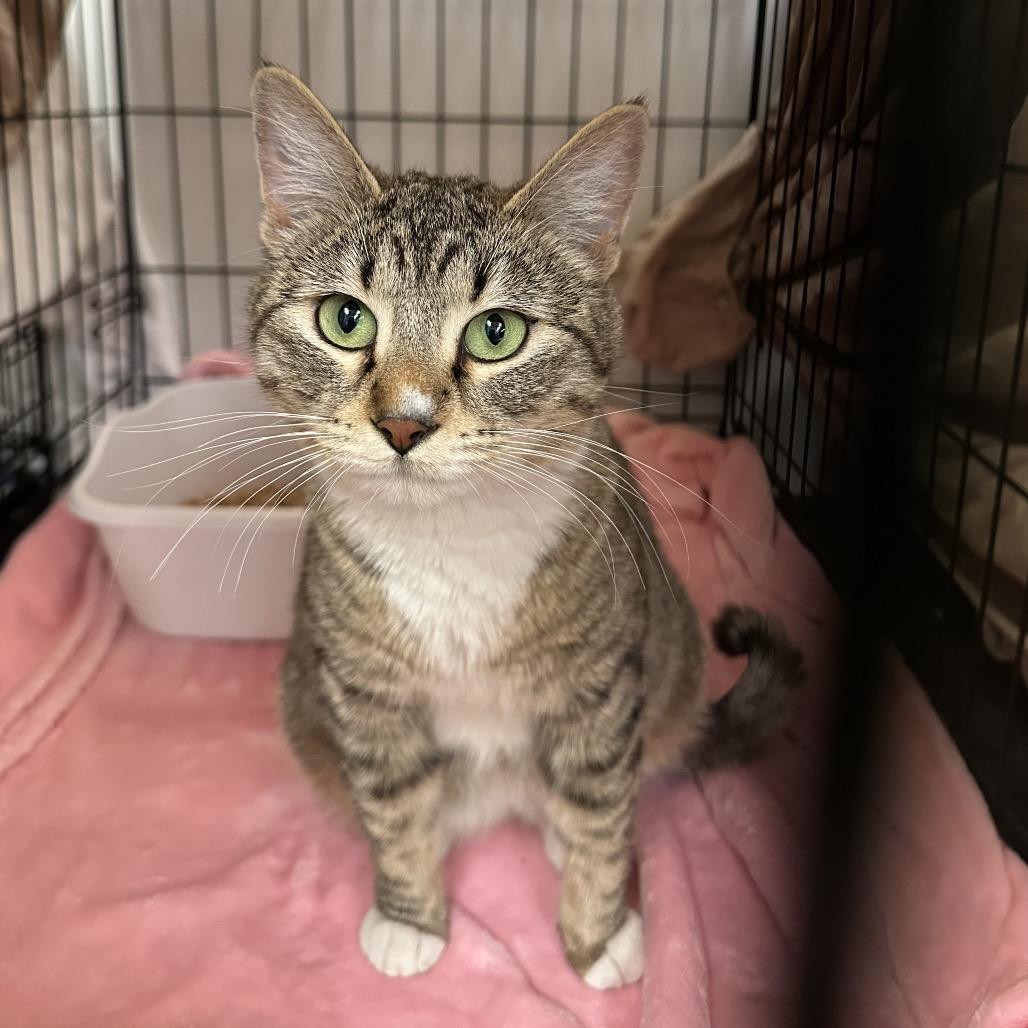 Tiger Lily, a Adoptable Domestic Short Hair in Spokane, WA image 3/5