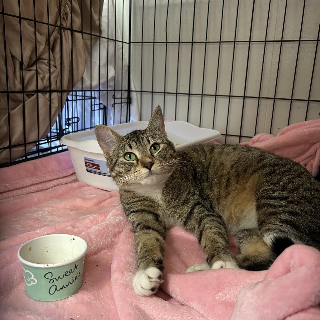 Tiger Lily, a Adoptable Domestic Short Hair in Spokane, WA image 4/5