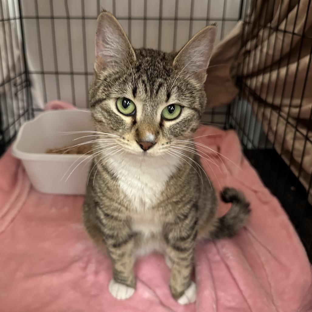 Tiger Lily, a Adoptable Domestic Short Hair in Spokane, WA image 5/5
