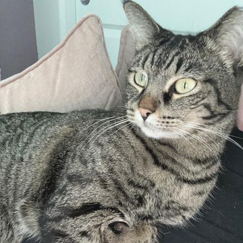 Percival, Adoptable, Adult Male Domestic Short Hair.