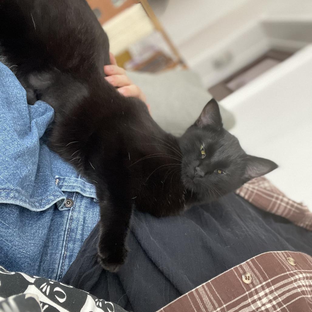 Sporty Spice, Adoptable, Young Female Domestic Short Hair.