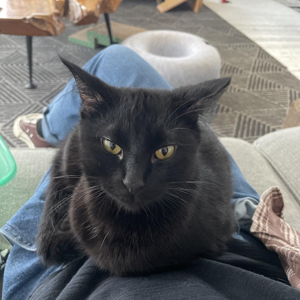 Enlarge Sporty Spice, a Adoptable Domestic Short Hair in St. Louis, MO image 2/6