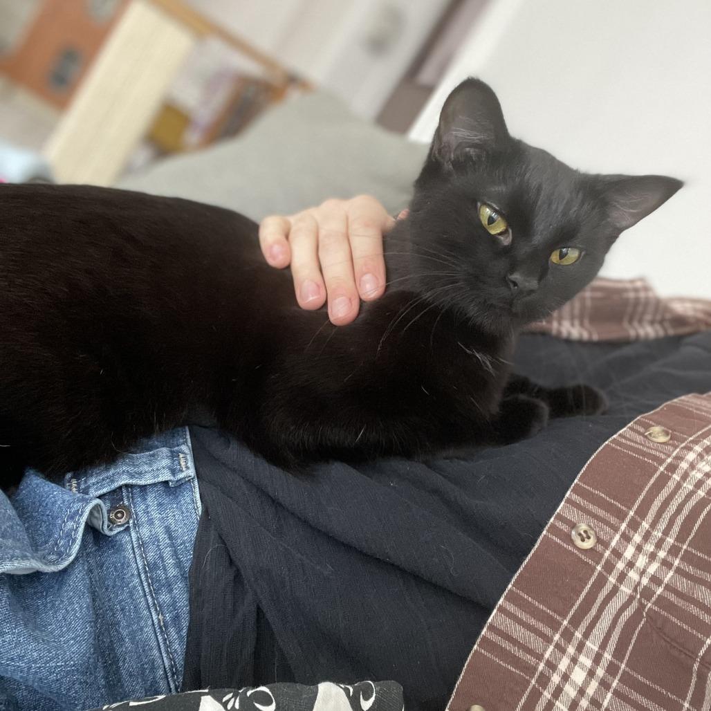 Enlarge Sporty Spice, a Adoptable Domestic Short Hair in St. Louis, MO image 3/6