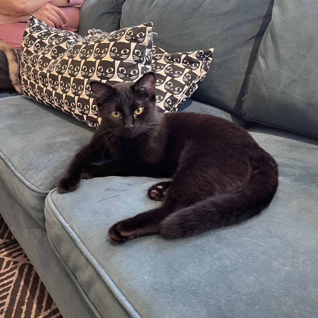 Enlarge Sporty Spice, a Adoptable Domestic Short Hair in St. Louis, MO image 4/6
