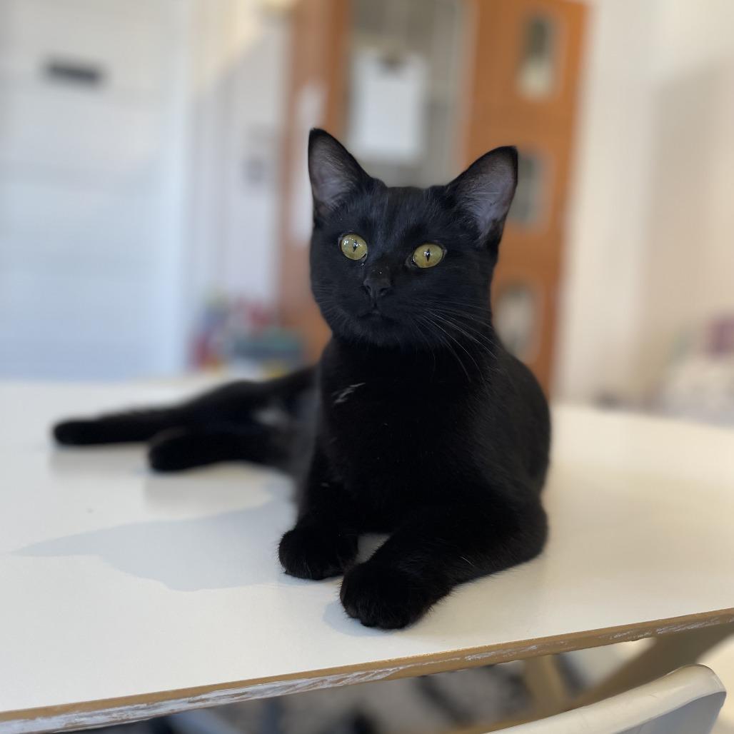 Enlarge Sporty Spice, a Adoptable Domestic Short Hair in St. Louis, MO image 5/6