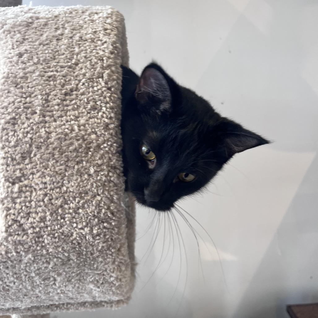Enlarge Sporty Spice, a Adoptable Domestic Short Hair in St. Louis, MO image 6/6