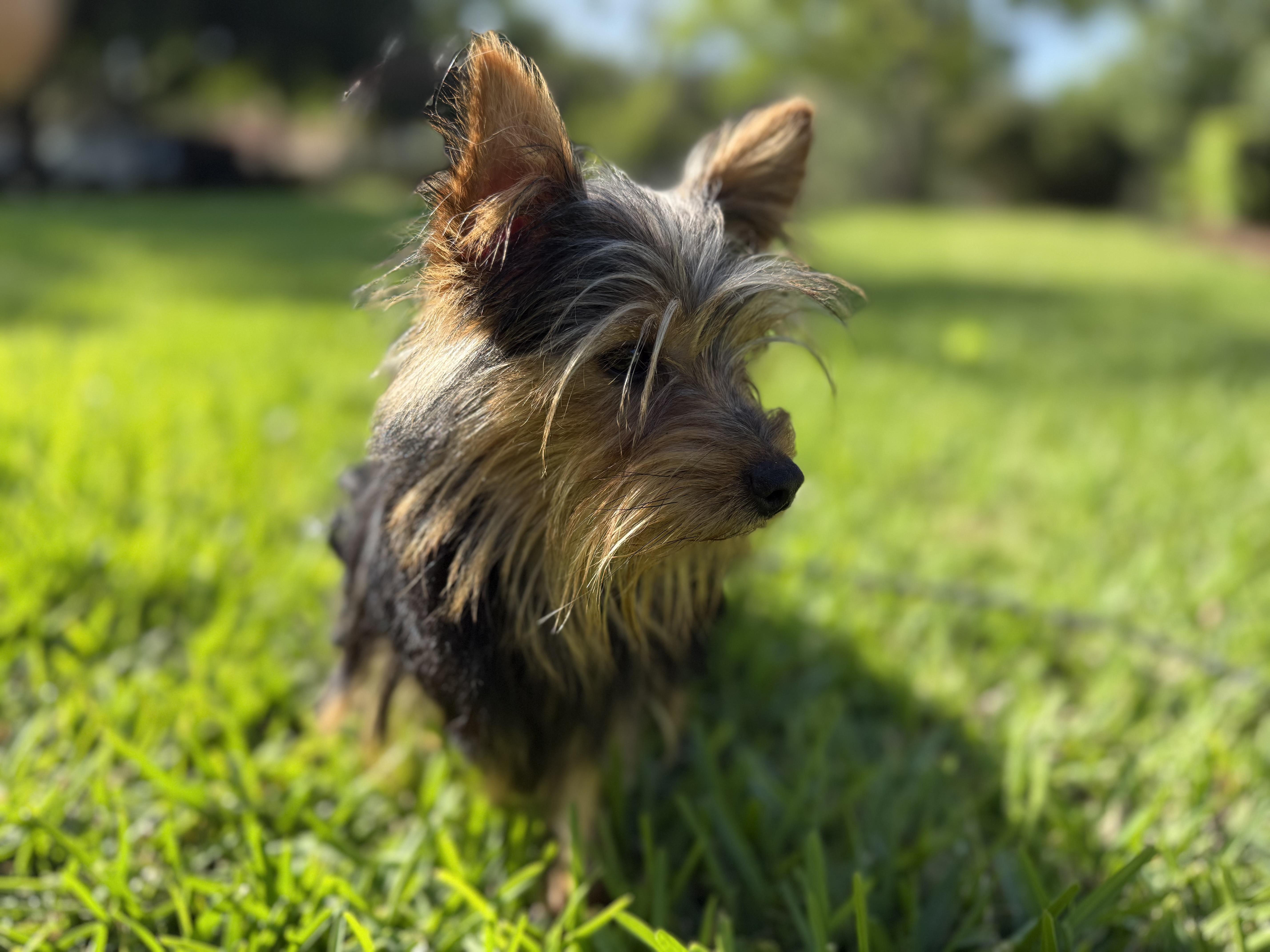 Enlarge Rocky, a ADOPTABLE Yorkshire Terrier in Tampa, FL image 6/6