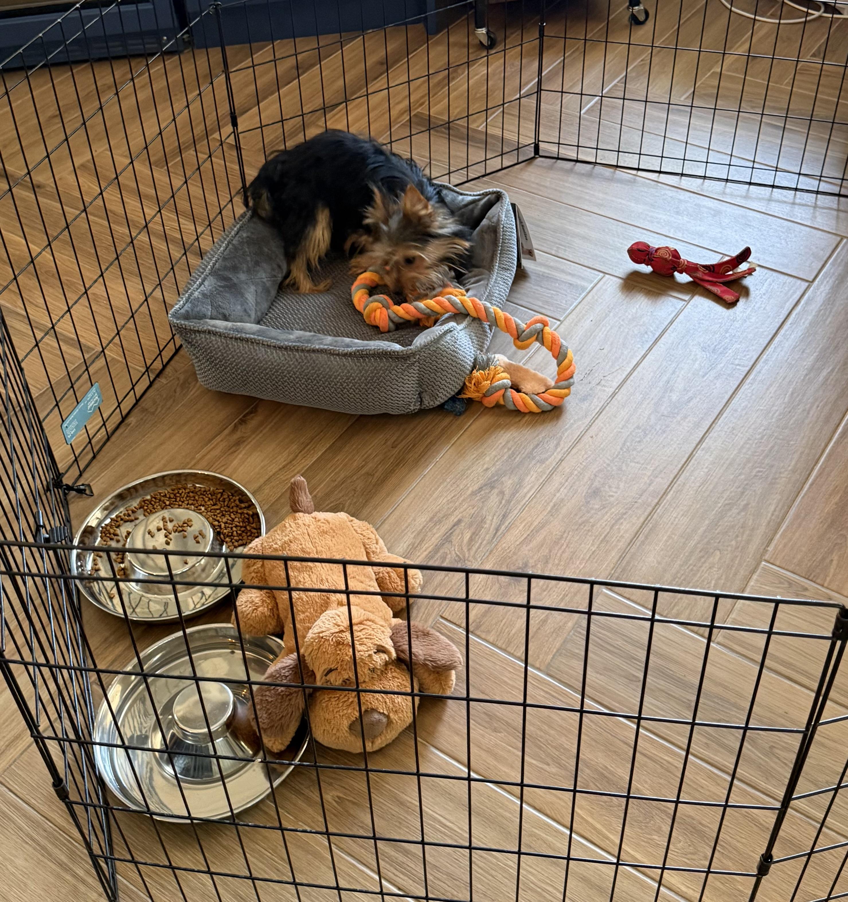 Enlarge Rocky, a ADOPTABLE Yorkshire Terrier in Tampa, FL image 3/6