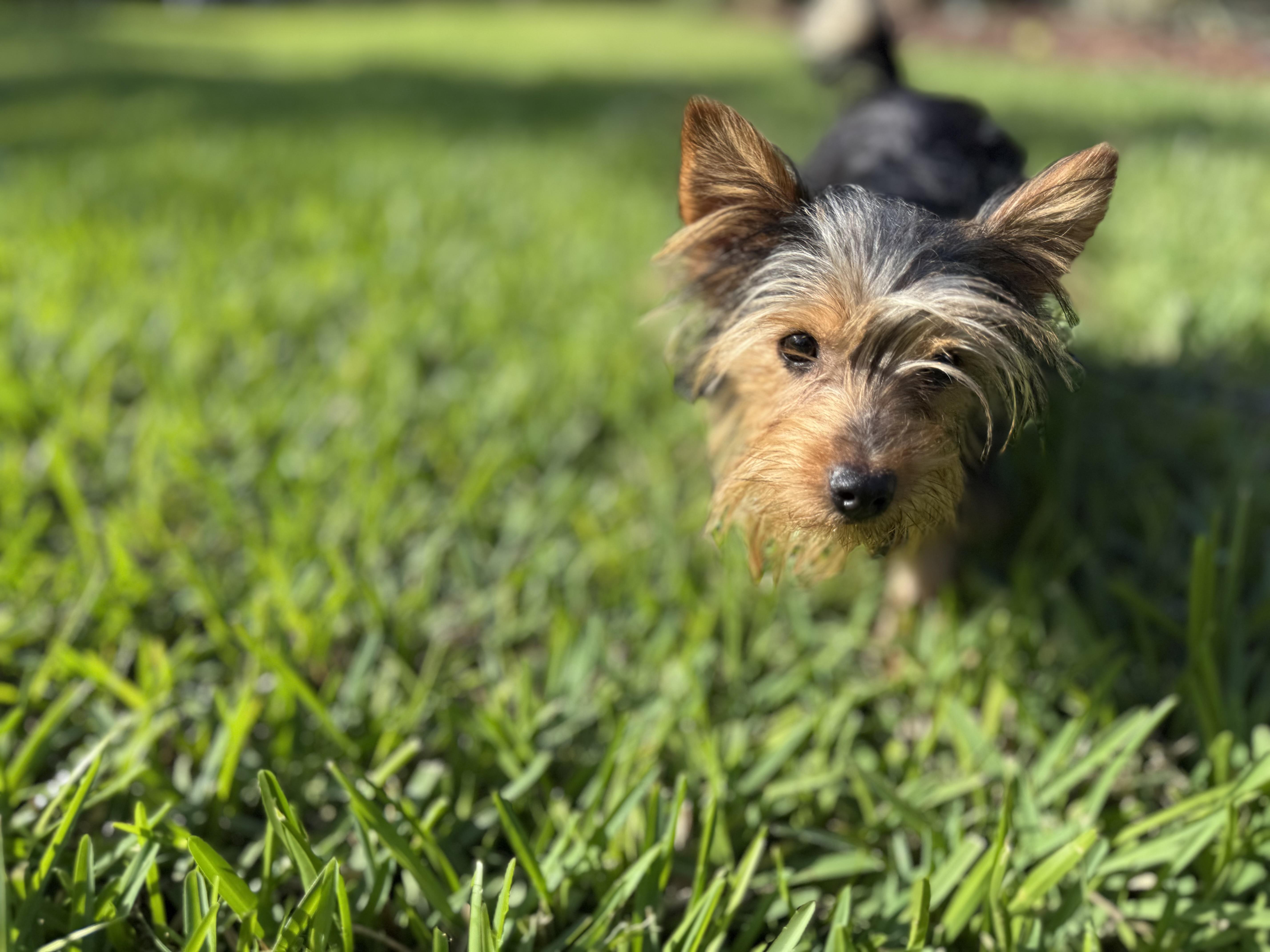 Enlarge Rocky, a ADOPTABLE Yorkshire Terrier in Tampa, FL image 1/6
