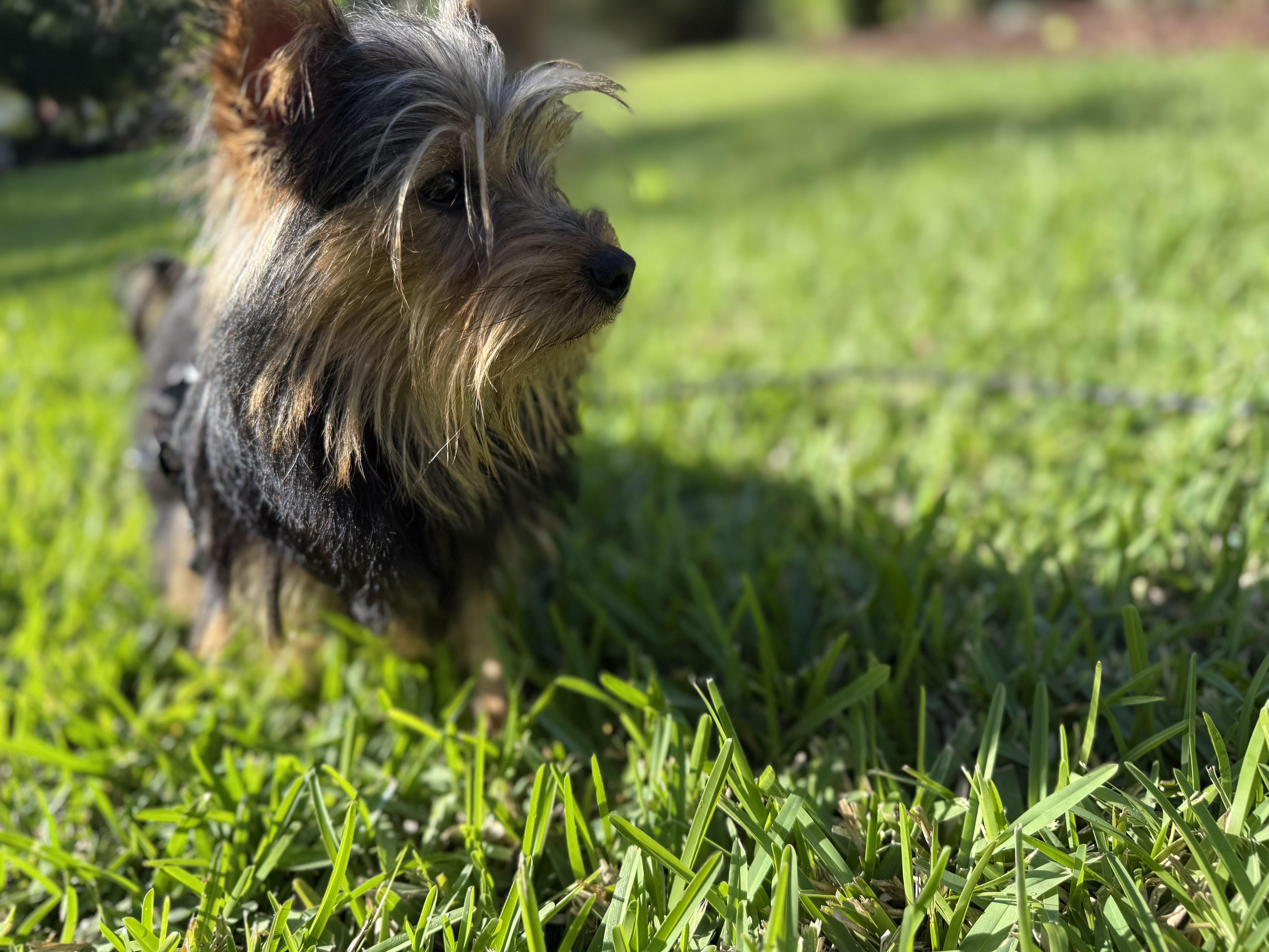 Enlarge Rocky, a ADOPTABLE Yorkshire Terrier in Tampa, FL image 2/6