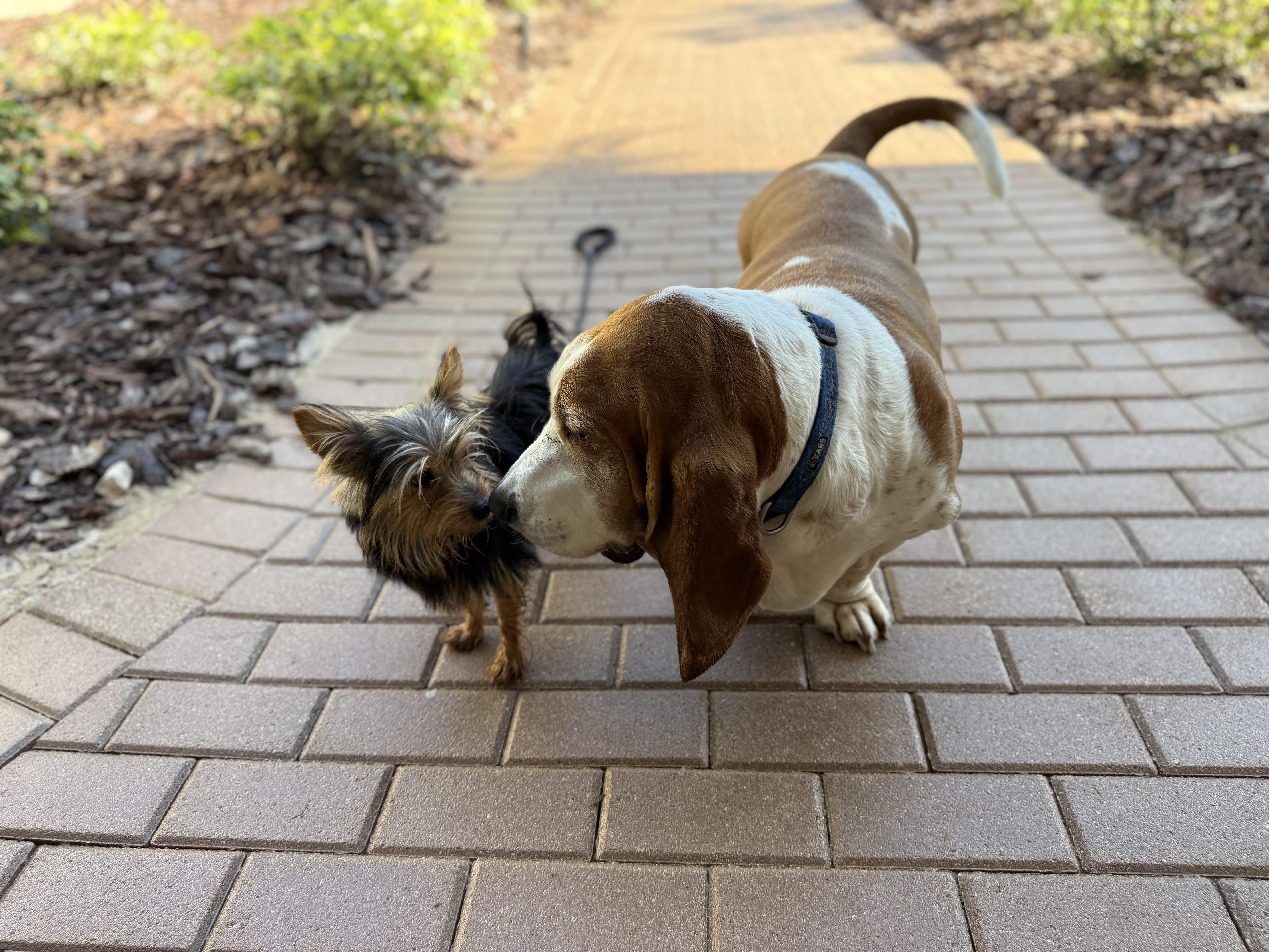 Enlarge Rocky, a ADOPTABLE Yorkshire Terrier in Tampa, FL image 5/6