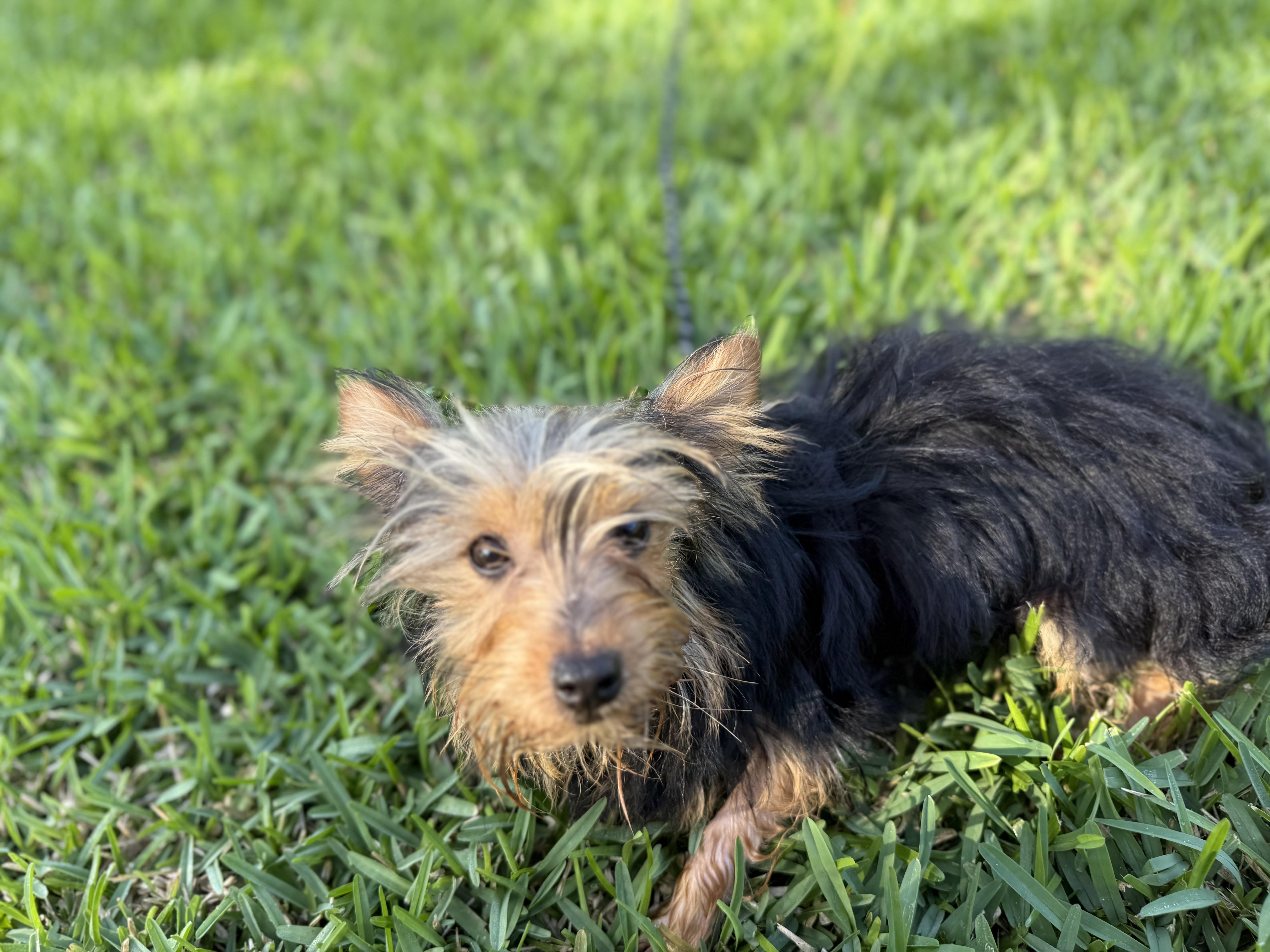 Enlarge Rocky, a ADOPTABLE Yorkshire Terrier in Tampa, FL image 4/6