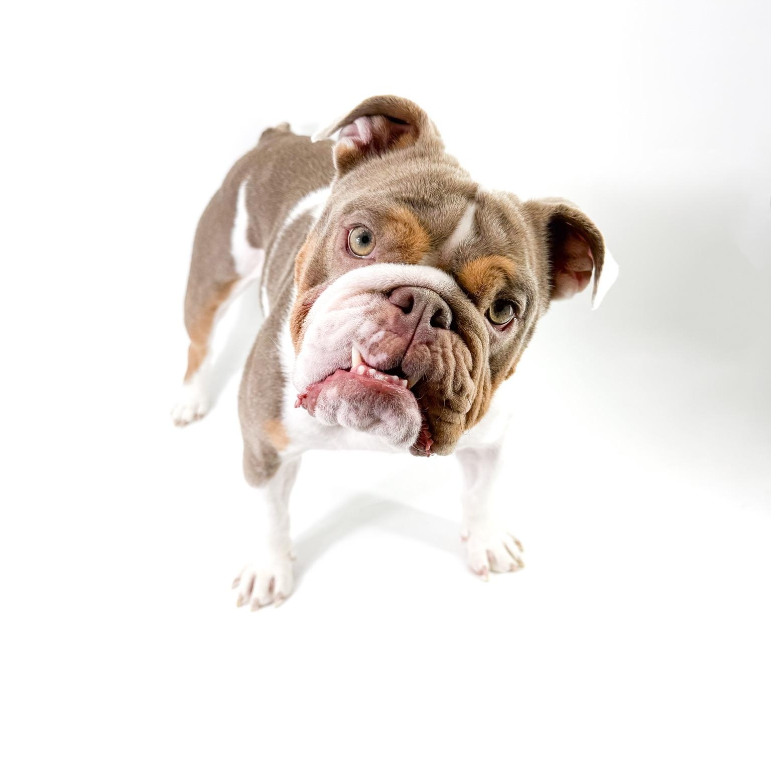 Enlarge Ramona, a Adopted English Bulldog in Scottsdale, AZ image 3/4