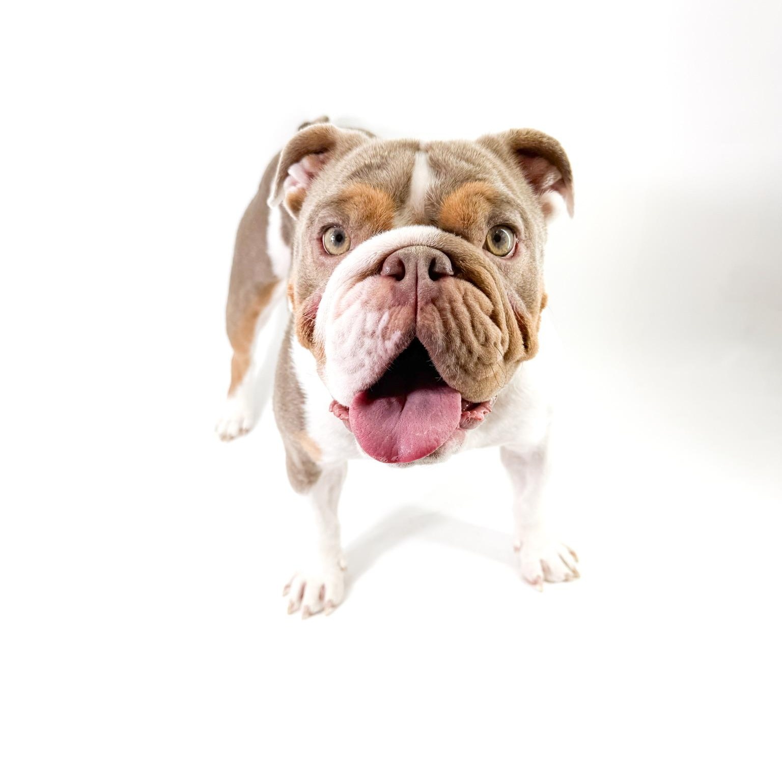 Enlarge Ramona, a Adopted English Bulldog in Scottsdale, AZ image 1/4