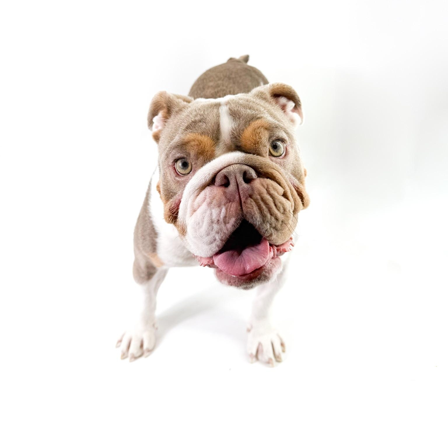 Enlarge Ramona, a Adopted English Bulldog in Scottsdale, AZ image 2/4