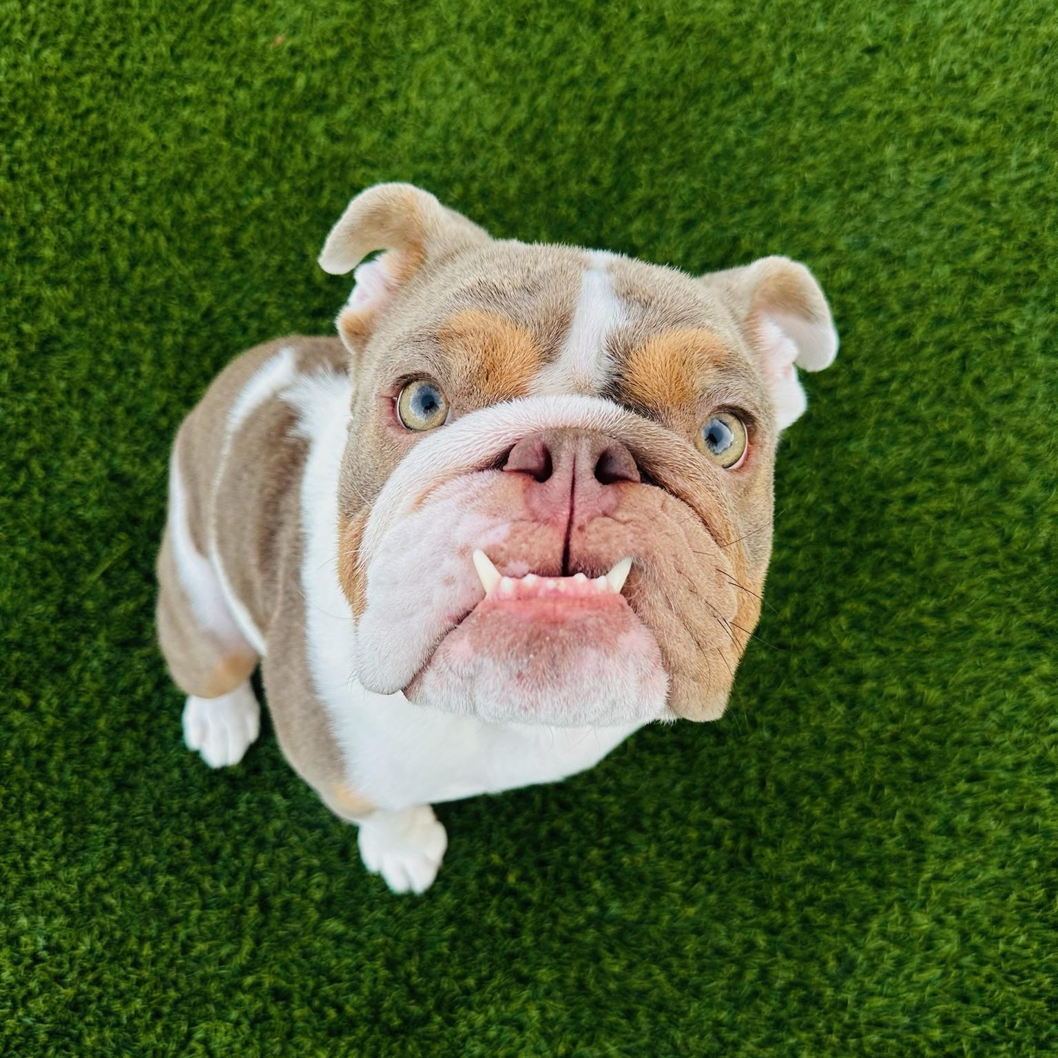 Enlarge Ramona, a Adopted English Bulldog in Scottsdale, AZ image 4/4