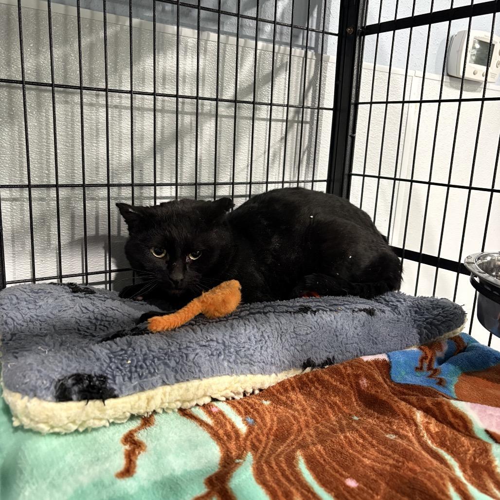 Binx, ADOPTABLE, Adult Male Domestic Short Hair.