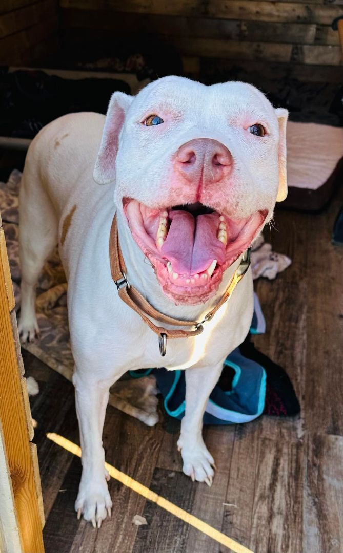 Chyna, a Adoptable Pit Bull Terrier in Lovettsville, VA image 5/6