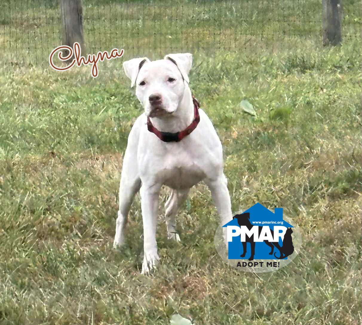 Chyna, Adoptable, Senior Female Pit Bull Terrier.