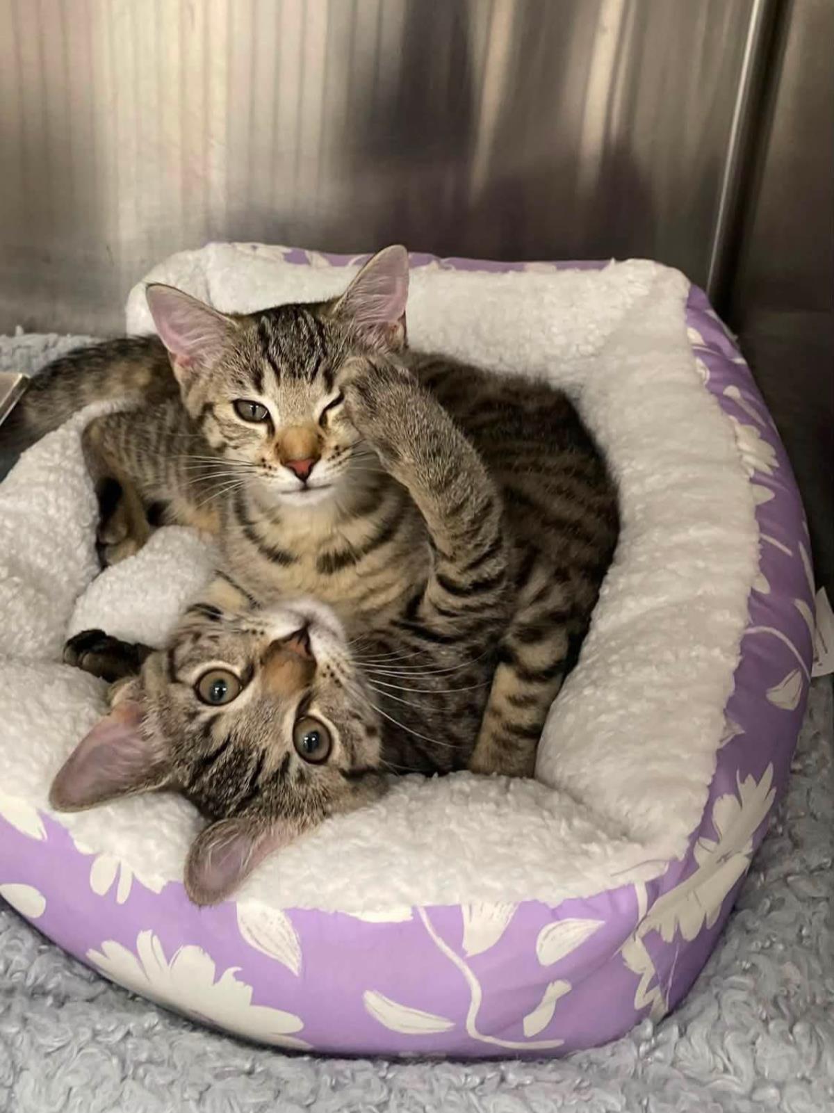 Cayenne Pepper, Adoptable, Kitten Female Domestic Short Hair.