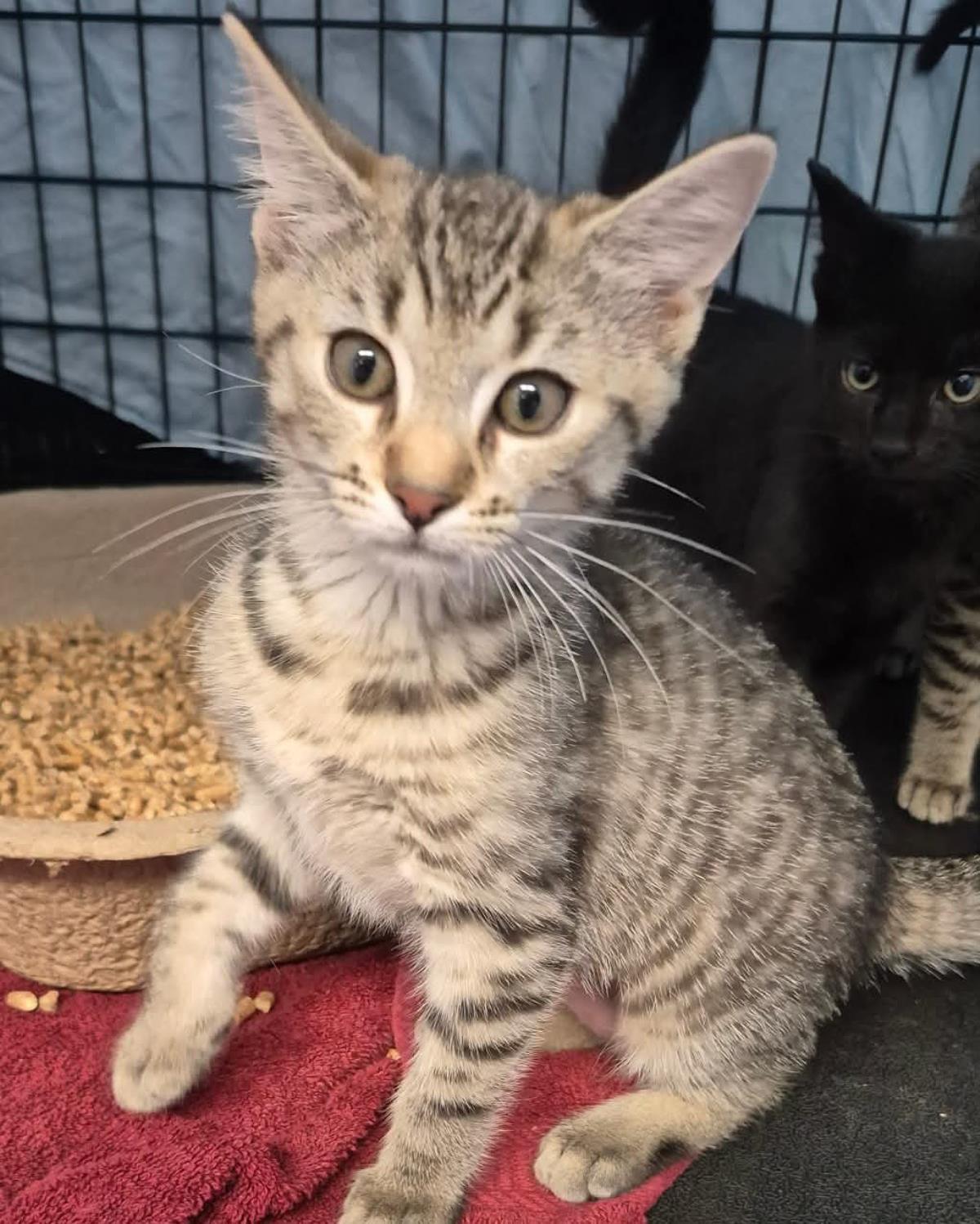 Enlarge Cayenne Pepper, a Adoptable mixed breed in Front Royal, VA image 2/2