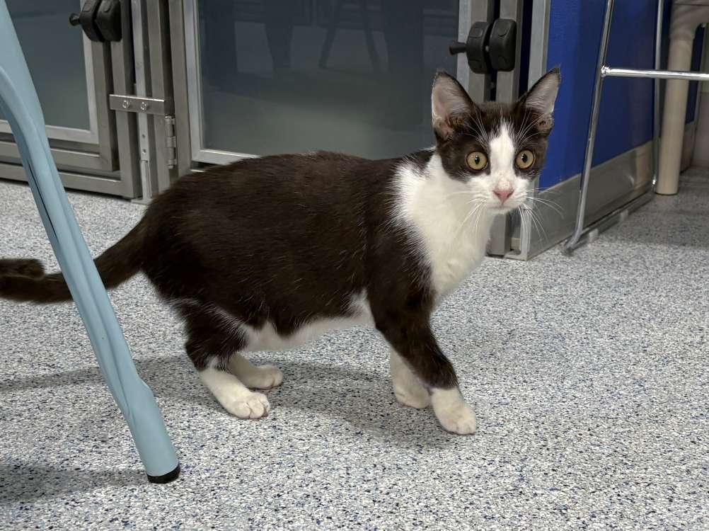 Oogie Boogie, Adoptable, Young Male Domestic Short Hair.