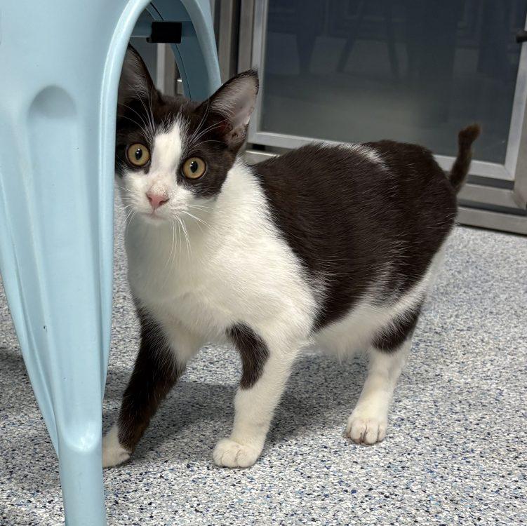 Enlarge Oogie Boogie, a Adoptable Domestic Short Hair in Colorado Springs, CO image 2/2