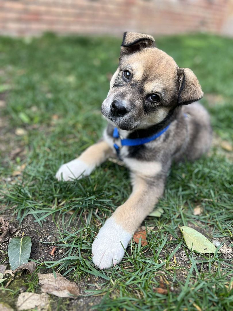 Little Bear , Adopted, Puppy Female Mixed Breed & Anatolian Shepherd.