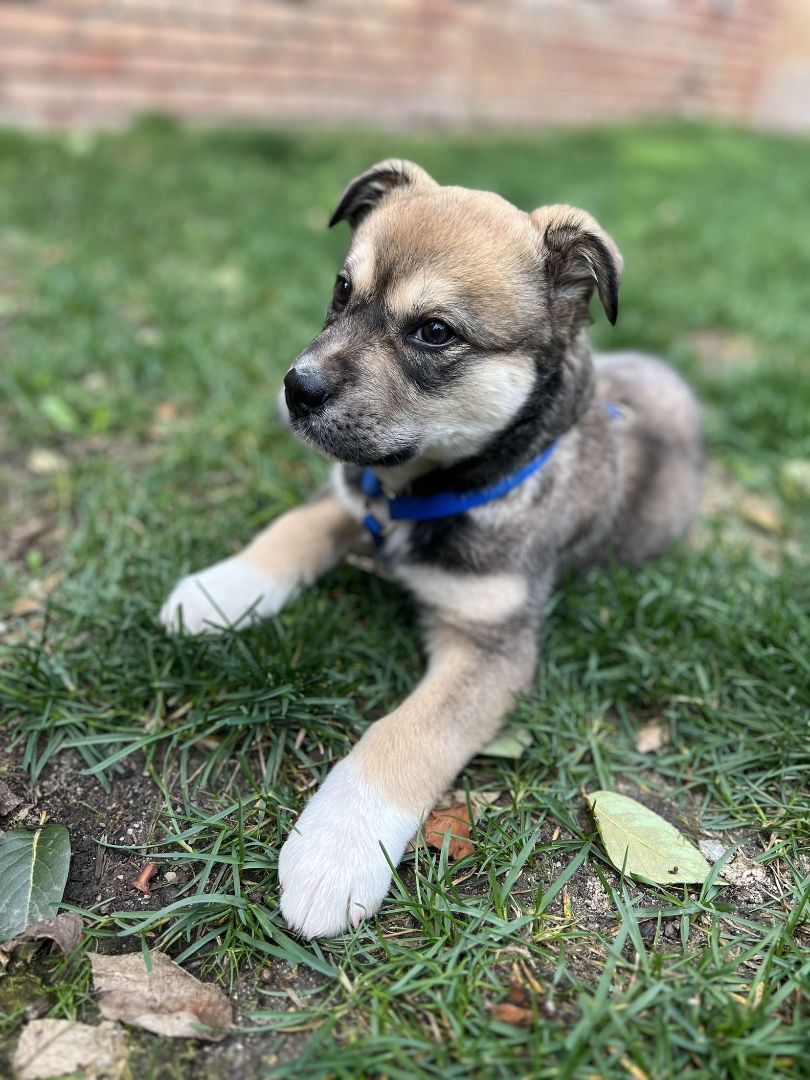 Little Bear , a Adopted mixed breed in Santa Clara, CA image 3/5